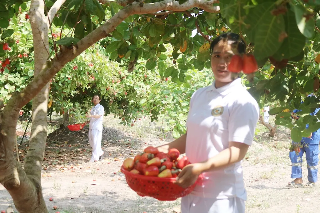 An HCST team member holding a basket of freshly harvested cashew apples in a Stung Treng cashew orchard