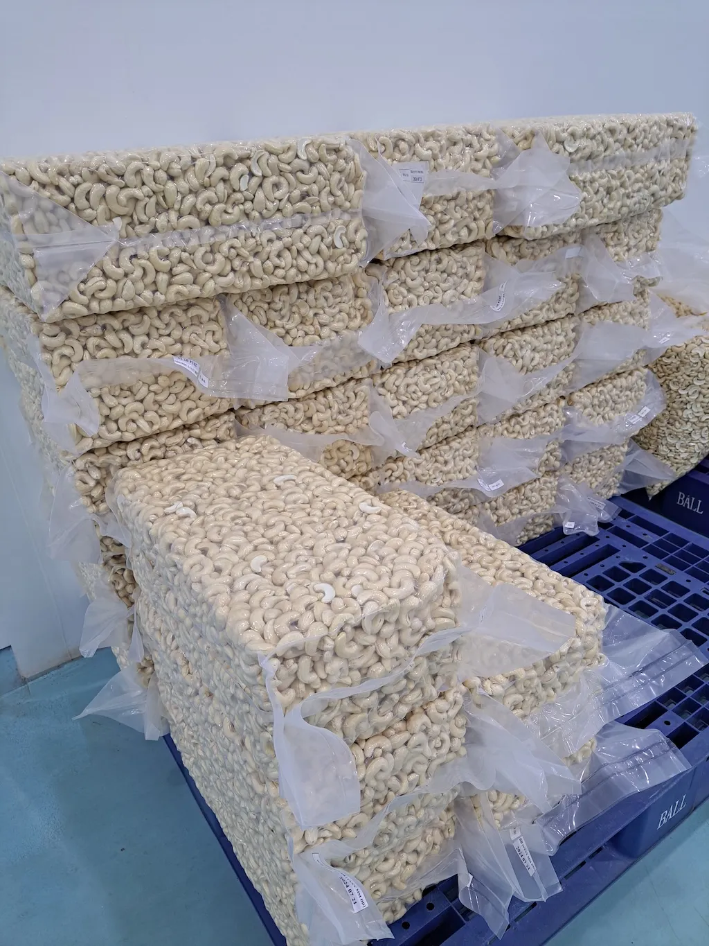 Vacuum-packed lots of HCST whole white cashew kernels stacked on pallets, ready for export